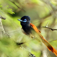 Flycatcher, African Paradise