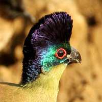 Turaco, Purple-crested