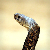 Cobra, Mozambique Spitting SGE1