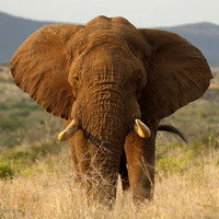 Elephant, African