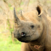 Rhinoceros, Black - Range Expansion Project Phinda