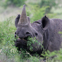 Rhinoceros, Black - Range Expansion Project Thanda