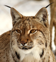Lynx *