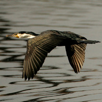 Cormorant, White-breasted