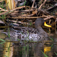 Duck, Yellow-billed