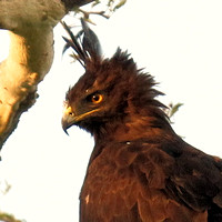 Eagle, Long-crested