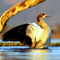 Goose, Egyptian