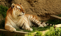 Tiger, Bengal ex situ *