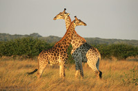 Giraffe, South African *