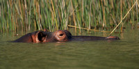 X 01 - 04260 - 48 x 24 - Hippopotamus