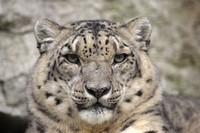 Leopard, Snow ex situ